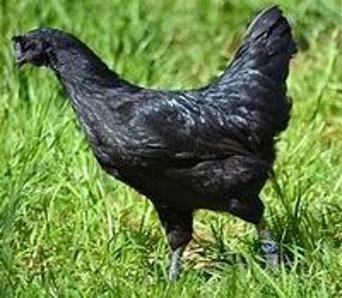   Poule ayam cemani livraison possible 