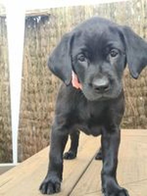   Chiots labrador labrador 