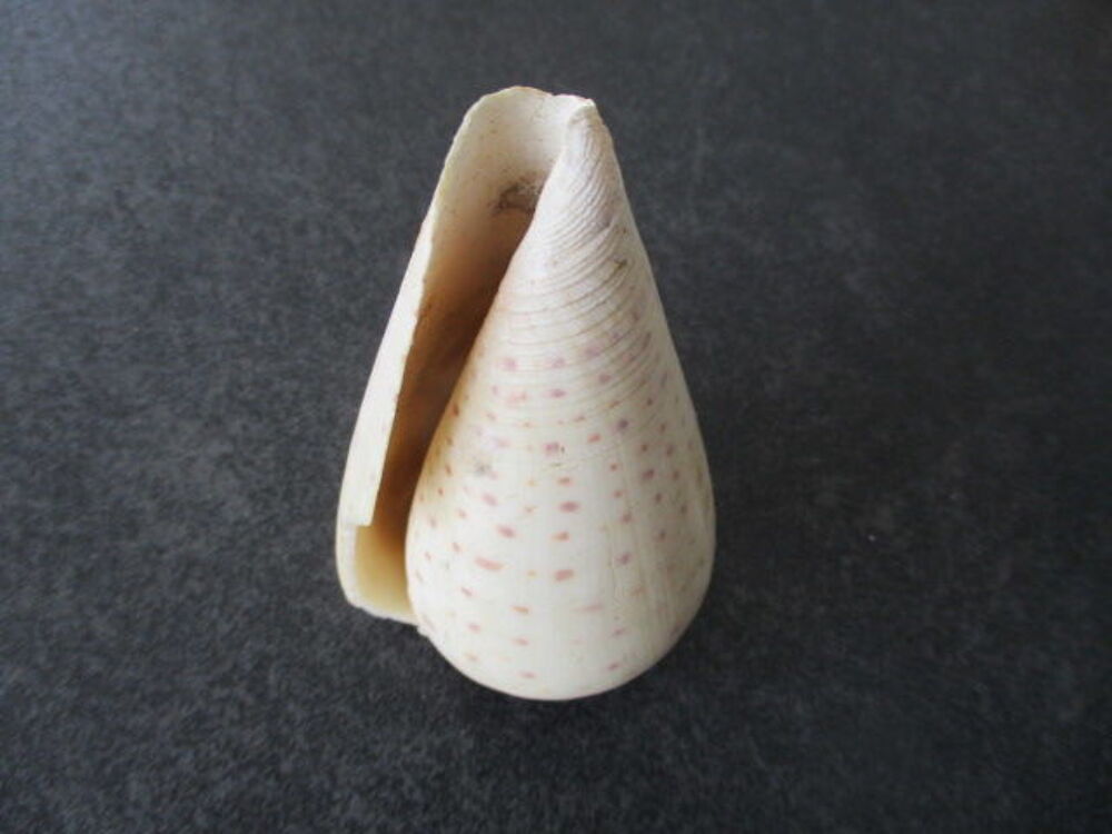 Coquillage 