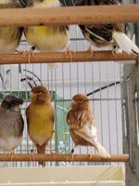   Canaris couleur et posture  