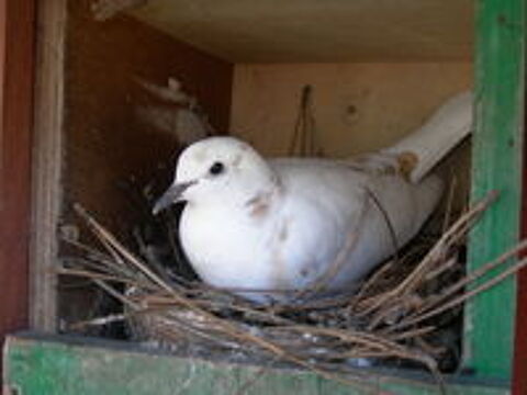   colombe 