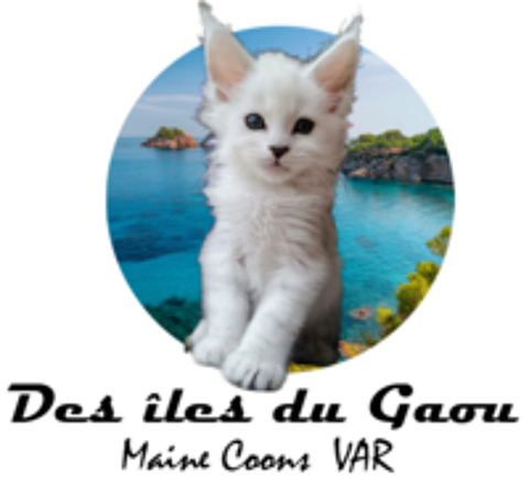   ADORABLE CHATON MAINE COON mâle 