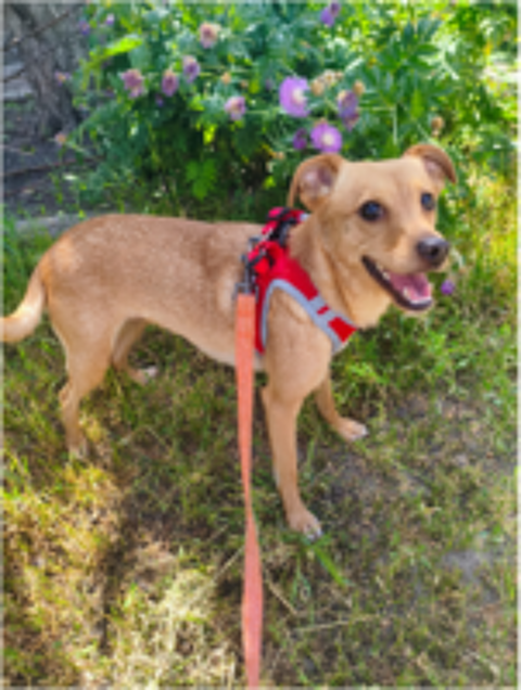   A L'ADOPTION FANYA 