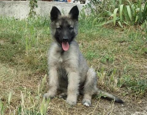 CHIOTS TERVUERENS 890 83630 Rgusse