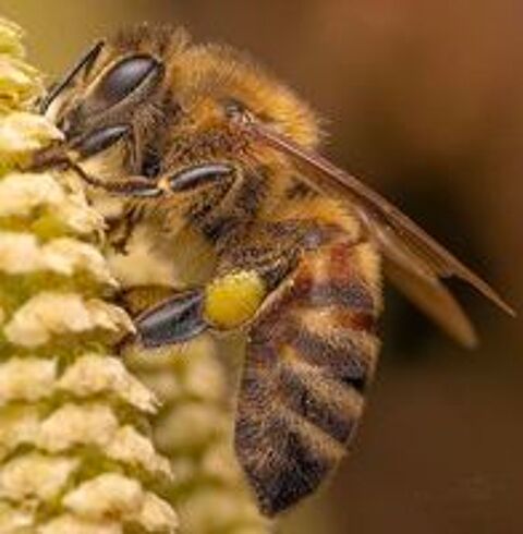   sos essaims d?abeilles 