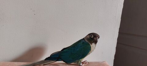 Conure Mâle EAM 150 72510 Saint-jean-de-la-motte