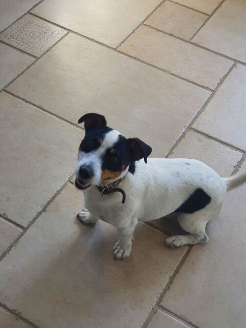 donne jack russel   0 11000 Carcassonne