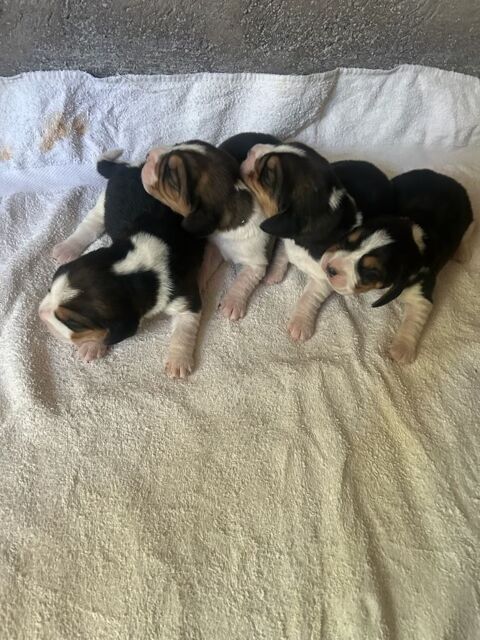 Chiots beagle lof &agrave; r&eacute;server  800 83340 Le luc