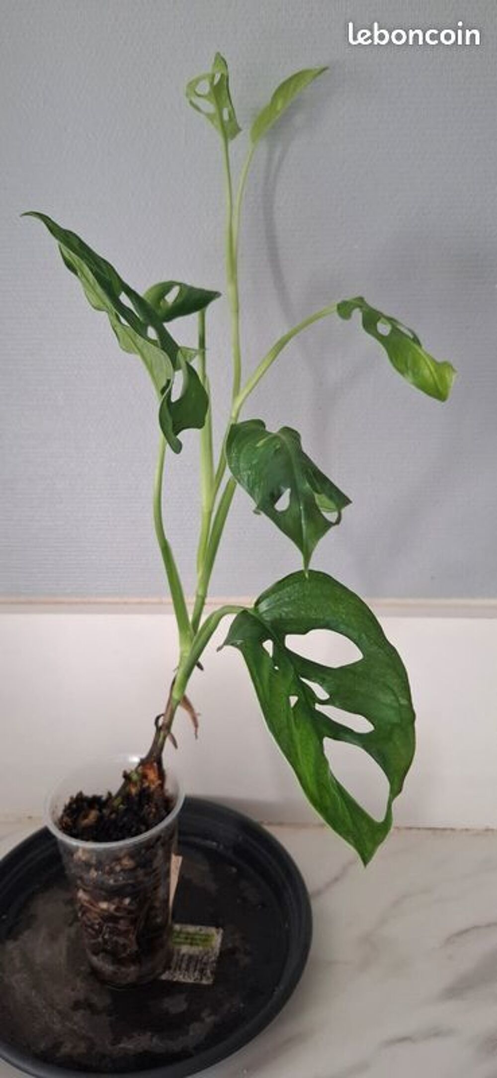 Monstera adansonii bouture 37 Décoration