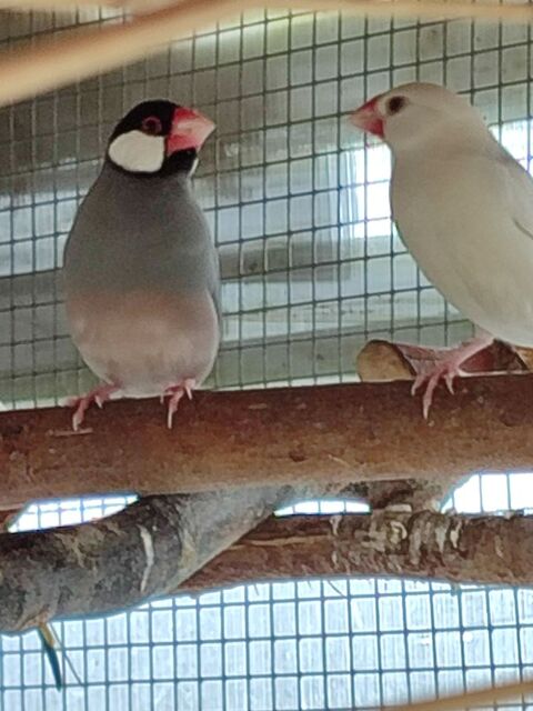 Couple de paddas 30 49600 Le fief-sauvin