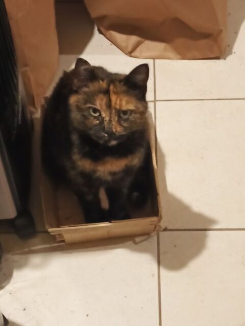 perdue chatte 0 33870 Vayres