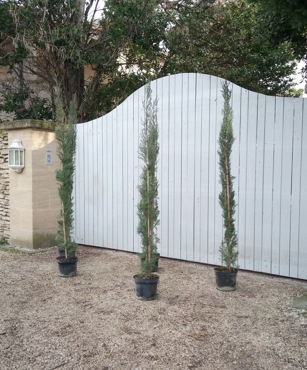 Cypr&egrave;s d'Italie greff&eacute; en forme de chandelle 'Florence'. Jardin