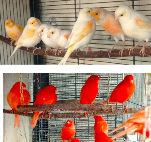 Nombreux canaris 20 65500 Vic-en-bigorre