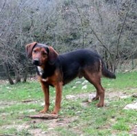   FLIP, petit bout de chien, est à l'adoption! 