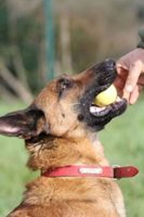   Candice, superbe Berger Belge Malinois  l'adoption 