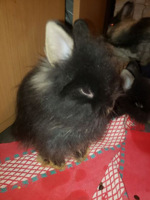 2 petits lapin angora &agrave; t&ecirc;te de lion 50 83400 Hyères