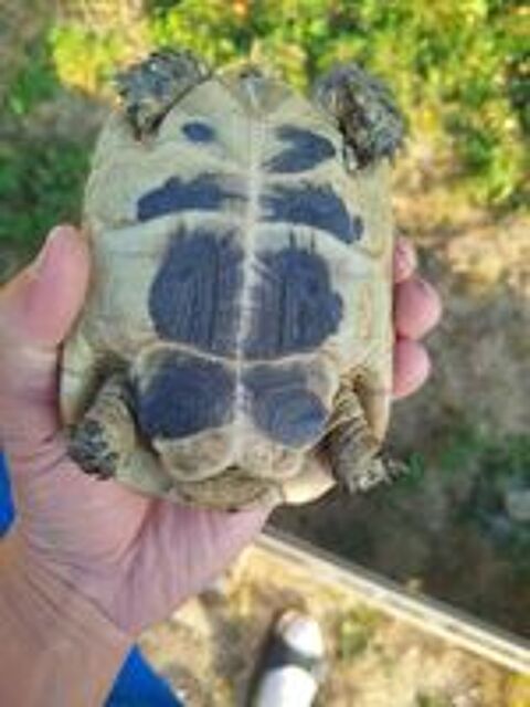   Tortue mâle greca 