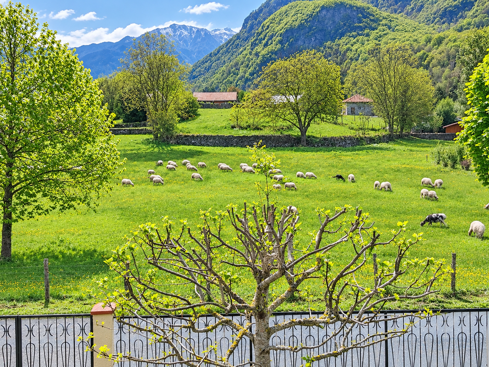 Vente Maison Maison rénovée 160 m² vue Pyrénées  terrain arboré 2 000m2 Saléchan