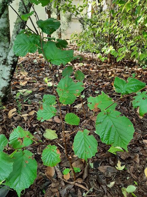 ARBRE NOISETIER fruits � coque 5 Mont-de-Marsan (40)