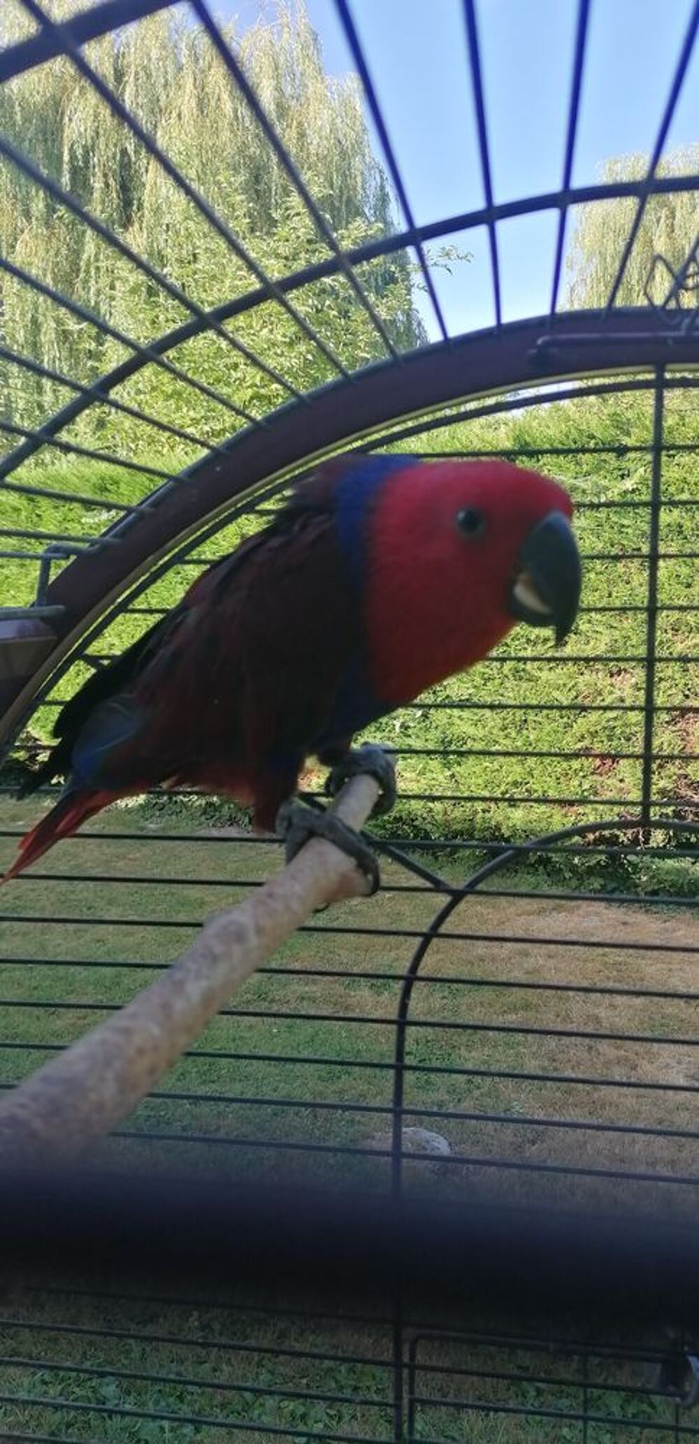   Perroquet ECLECTUS femelle  