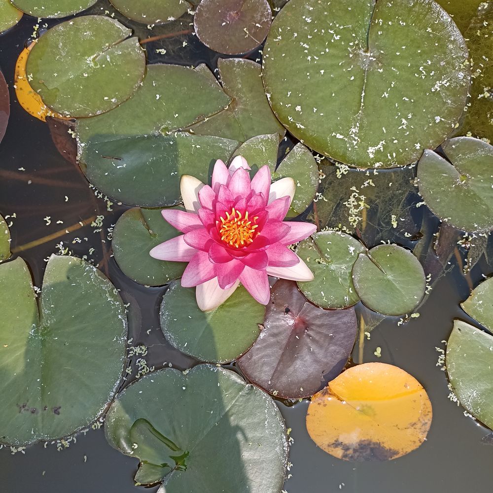 N&eacute;nuphar rose pour bassin Jardin