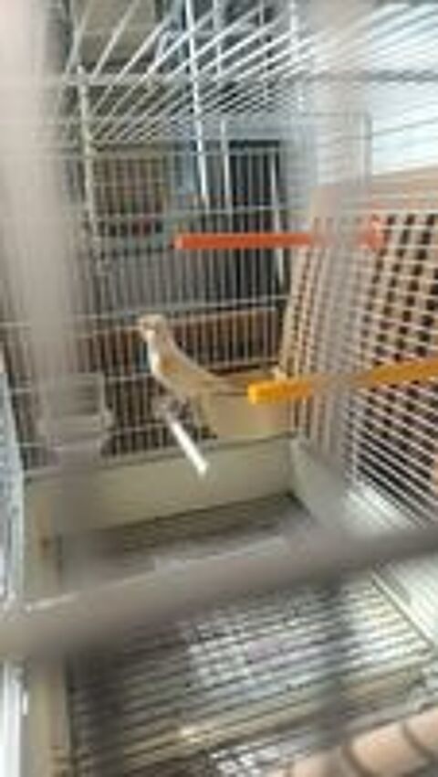   Cage avec canari 