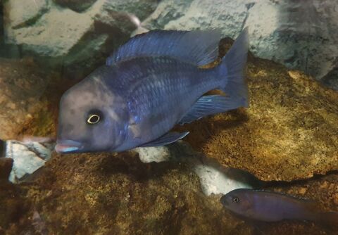 Cyrtocara moorii 6 93230 Romainville