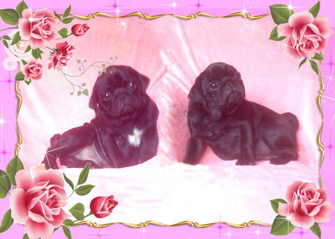 Beaux chiots carlins noir m&acirc;les 1200 69290 Grézieu-la-varenne