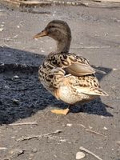   Canard et cane 
