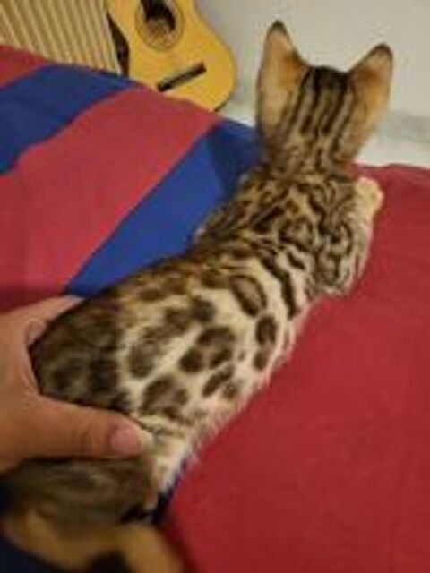   4 chatons Bengal brown et snow mink à rosettes LOOF 