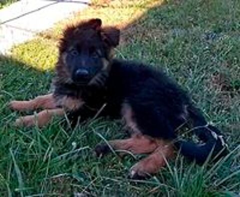   Chiot Berger Allemand poil long LOF
