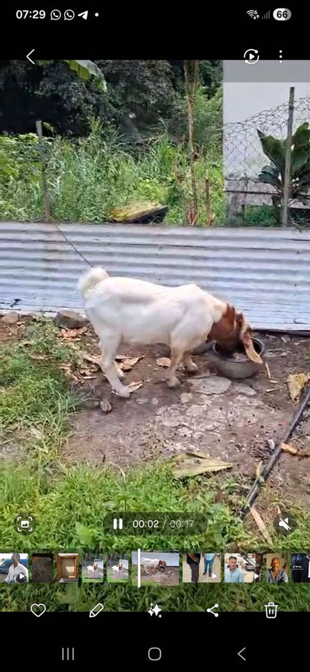   2 Boer Reproducteurs d'un an  