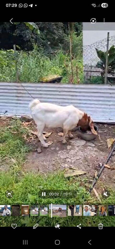 2 Boer Reproducteurs d'un an 2500 97212 Saint-joseph
