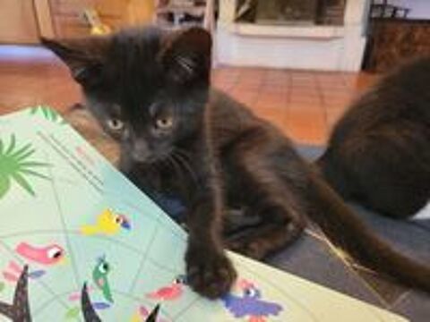   Adorable chaton noir à l'adoption 