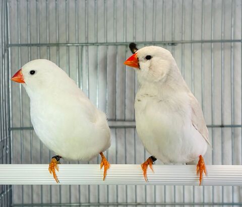 Tr&egrave;s Beaux Couple De Mandarin Adultes Mutations Rare 2025 39 94450 Limeil-br�vannes