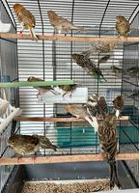   oiseaux canari à  vendre 