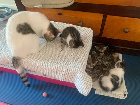 Donne chatons disponibles à l'adoption à partir du 11 juin 0 93150 Le blanc-mesnil