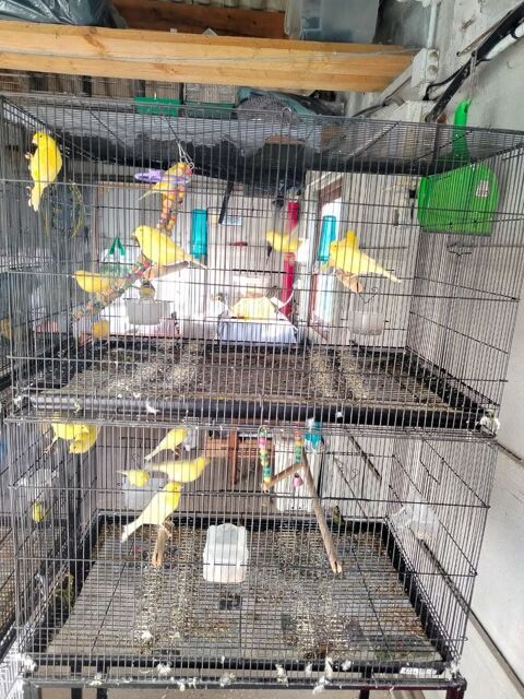 Canaris 
20 