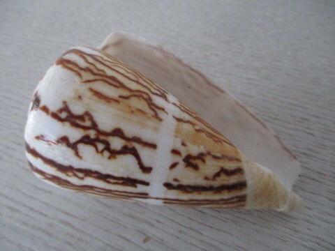 collection coquillage 15 Castres (81)