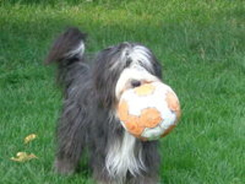   chiot bearded collie 
