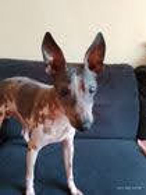 Saillie hors du commun 0 66000 Perpignan