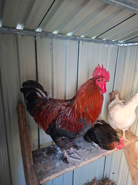 jeune  coq  10 plumes 0 Surville (27)