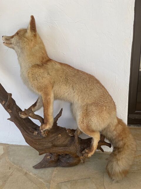 magnifique renard avec oiseau empaill�s 120 Uchaux (84)