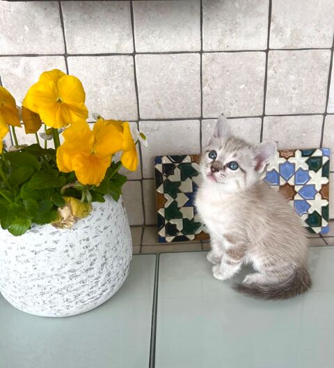 chatons 0 13015 Marseille