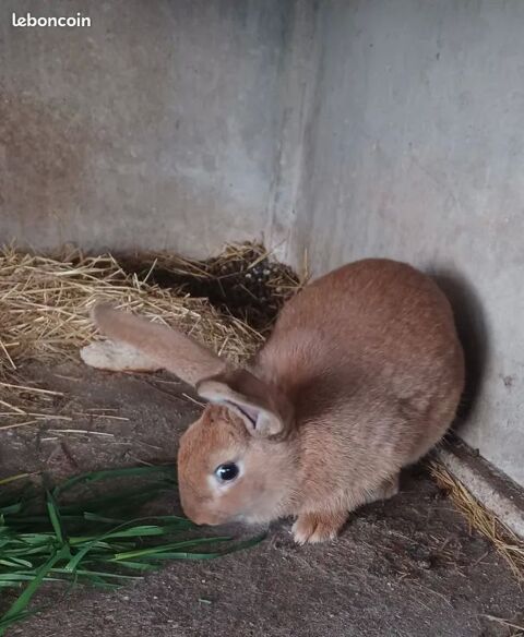 lapin fauve de bourgogne 0 71600 Paray-le-monial
