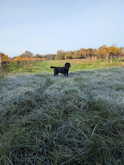 ? Magnifiques chiots Labrador Retriever LOF noirs &agrave; r&eacute;serve 1500 17150 Saint-bonnet-sur-gironde