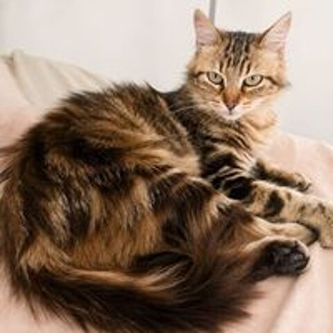   Fifi - adorable femelle 