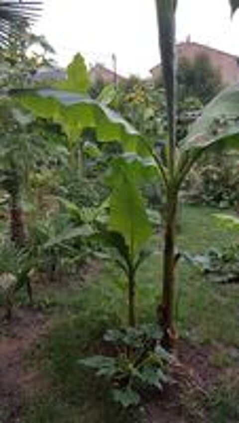   Rech,tortues des steppes pour élever contres bons soins 75 