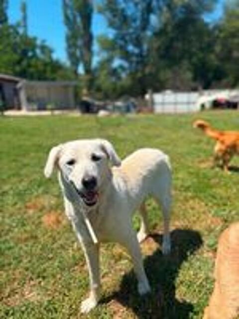   BELKA CROISEE LABRADOR 3 ANS 