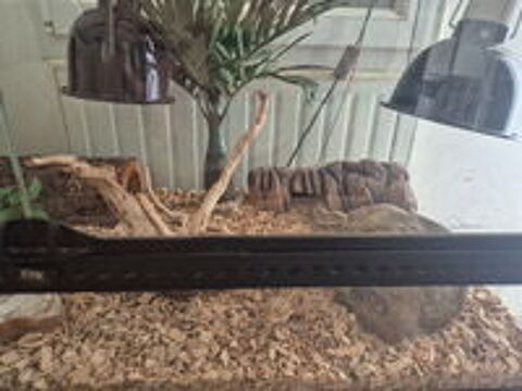   Gecko leopard 
